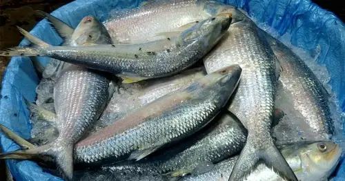 ইলিশের মৌসুমেও নাগালের বাইরে দাম