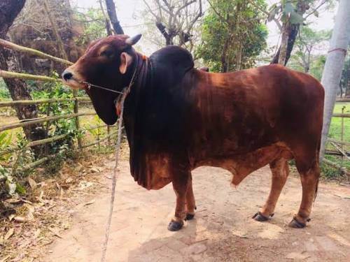 কোরবানির জন্য ওষুধ খাইয়ে মোটাগরু থেকে সাবধান, চিনবেন যেভাবে